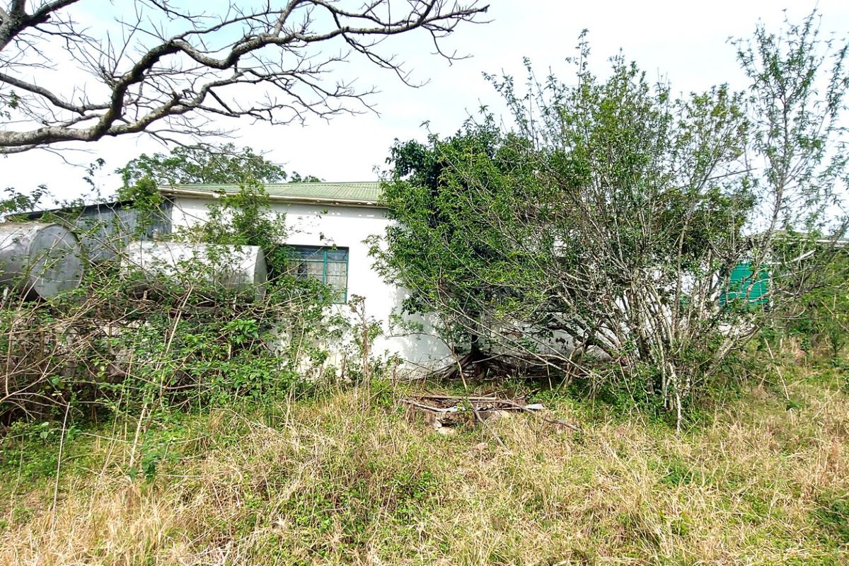Rear view of a house structure heavily obscured by overgrown vegetation, featuring a metal roof and an external water storage tank.