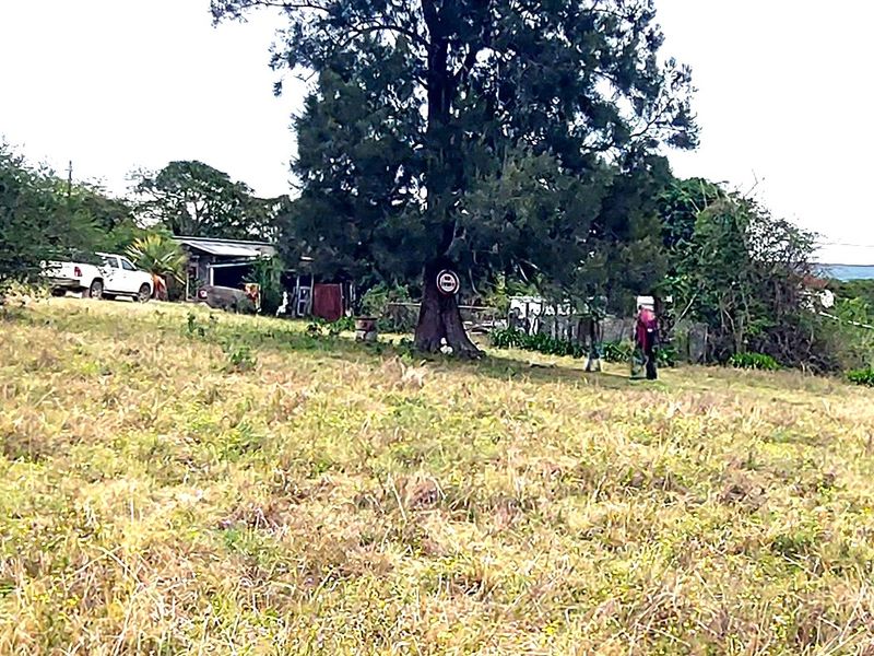 A view of the rear property grounds featuring a large mature tree and unmaintained grassy area with distant building structures.