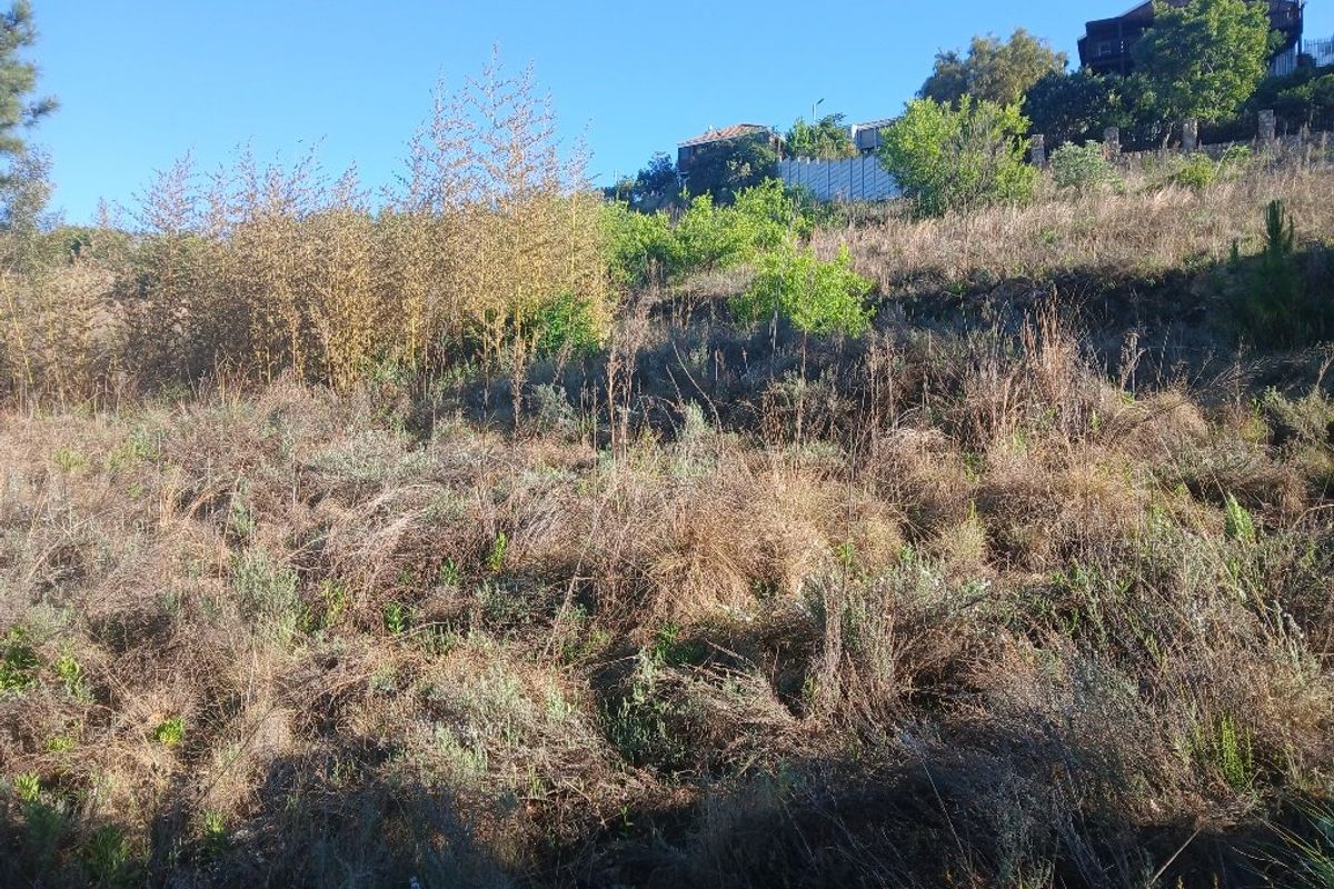 A view of the sloped, undeveloped residential land featuring natural vegetation and surrounding neighborhood properties in the background.