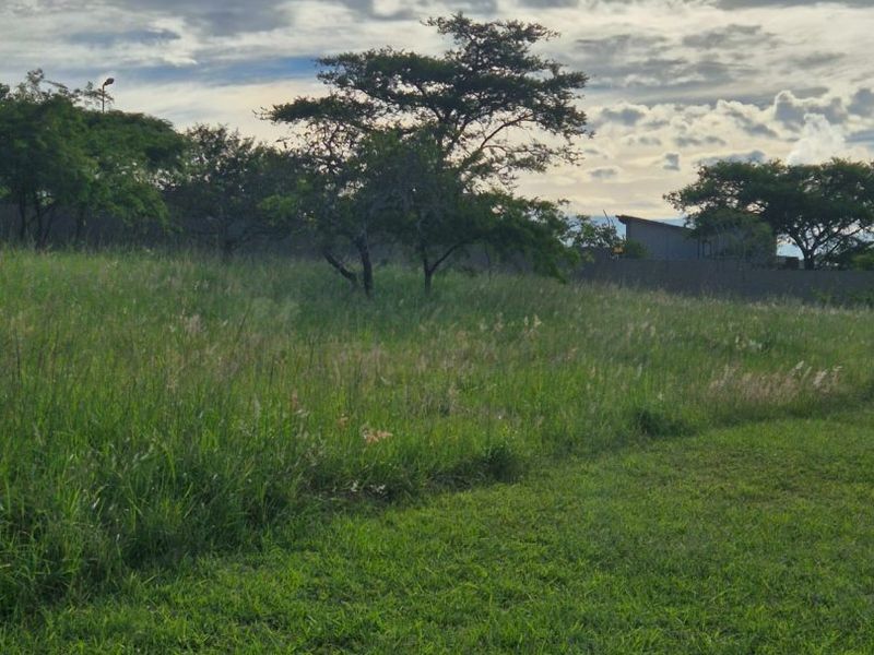 A spacious, undeveloped residential plot featuring established trees, a grass lawn, and a boundary wall, offering a blank canvas for future construction.