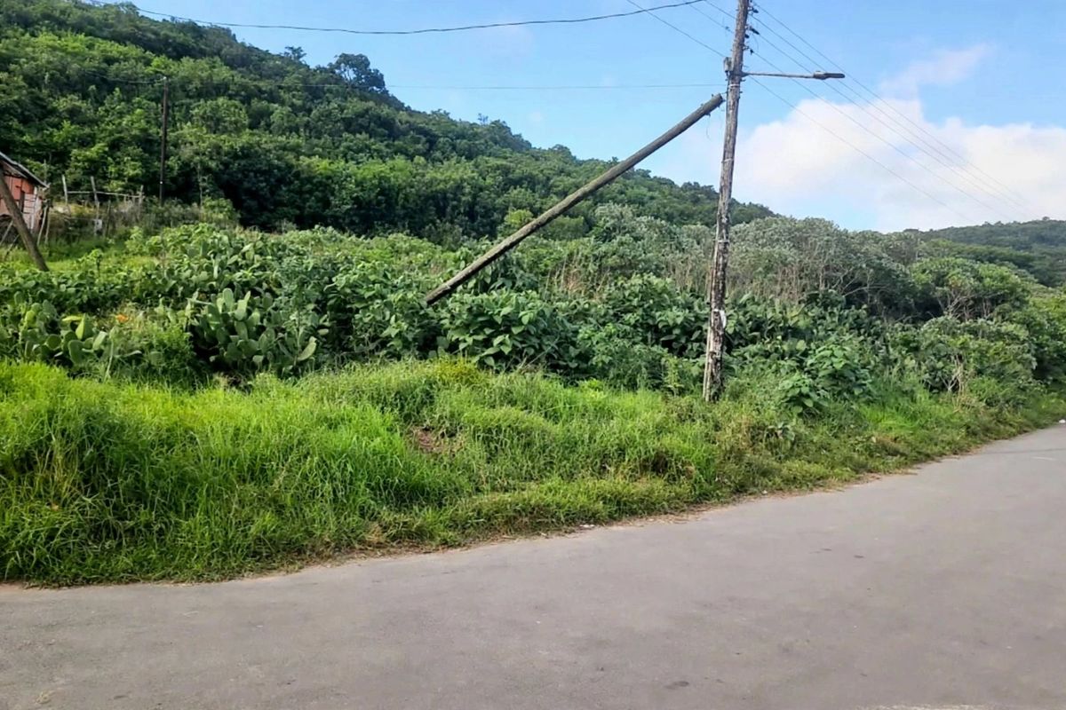 A street-level view of a vacant residential plot featuring dense vegetation and a leaning utility pole adjacent to an asphalt road.