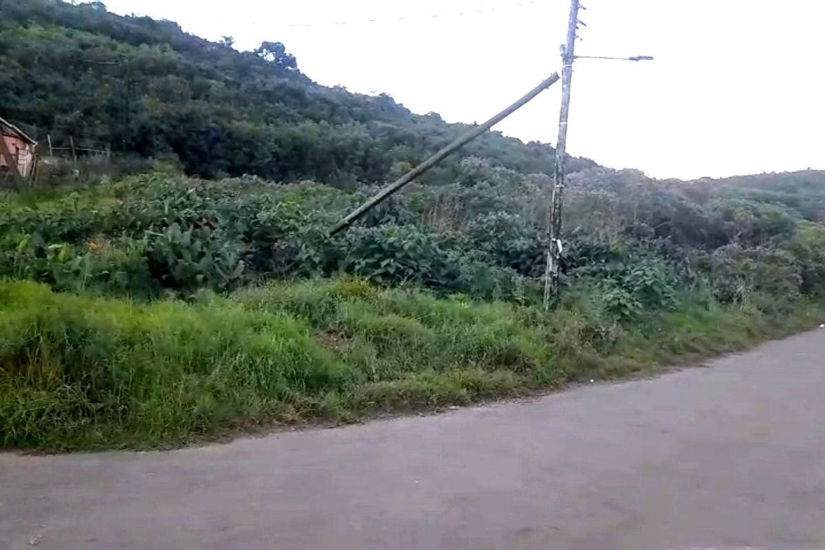 Street view of a vacant residential plot featuring overgrown vegetation and a leaning utility pole adjacent to an asphalt road.