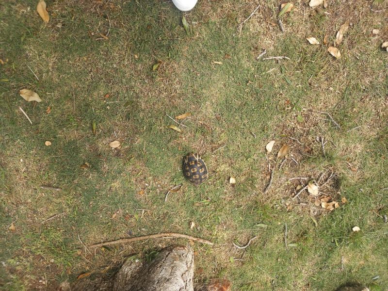 An overhead view of a grassy area on the residential property.