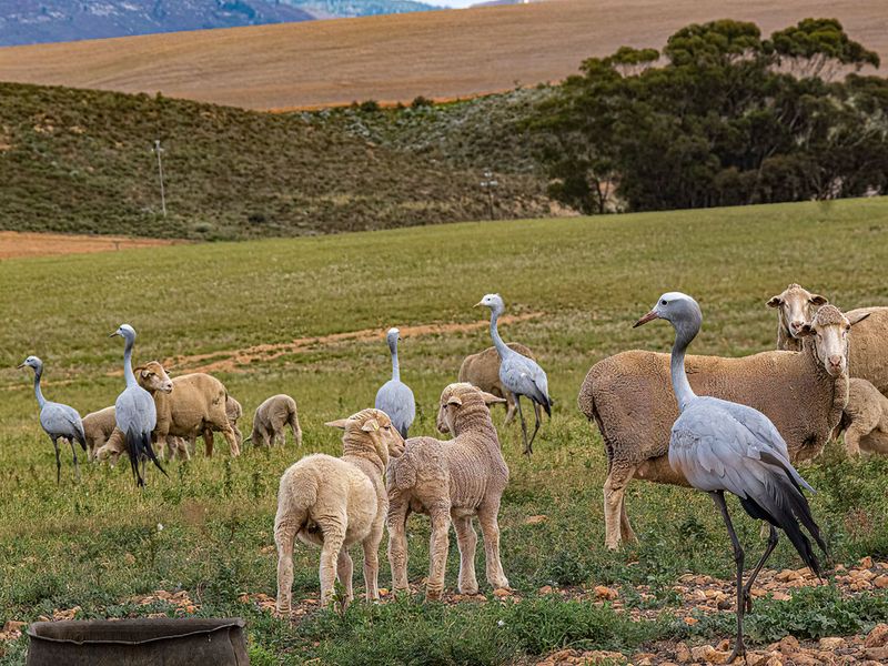 A view of open grazing land featuring livestock and local birdlife in a rural setting.