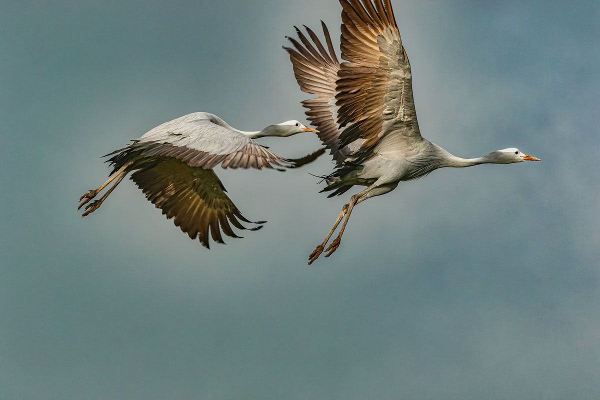 An image of two birds in flight, which does not depict any real estate or property features.