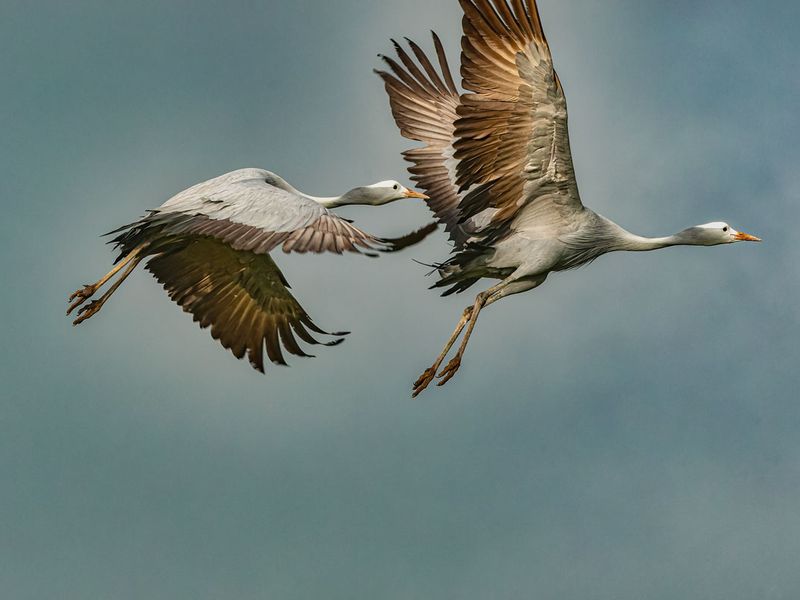 An image of two birds in flight, which does not depict any real estate or property features.