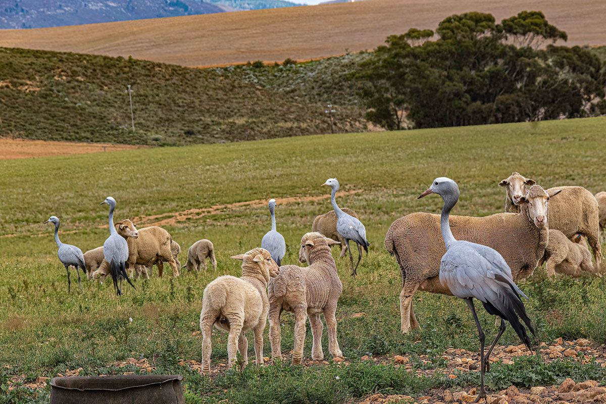 A view of open grazing land featuring livestock and local birdlife in a rural setting.