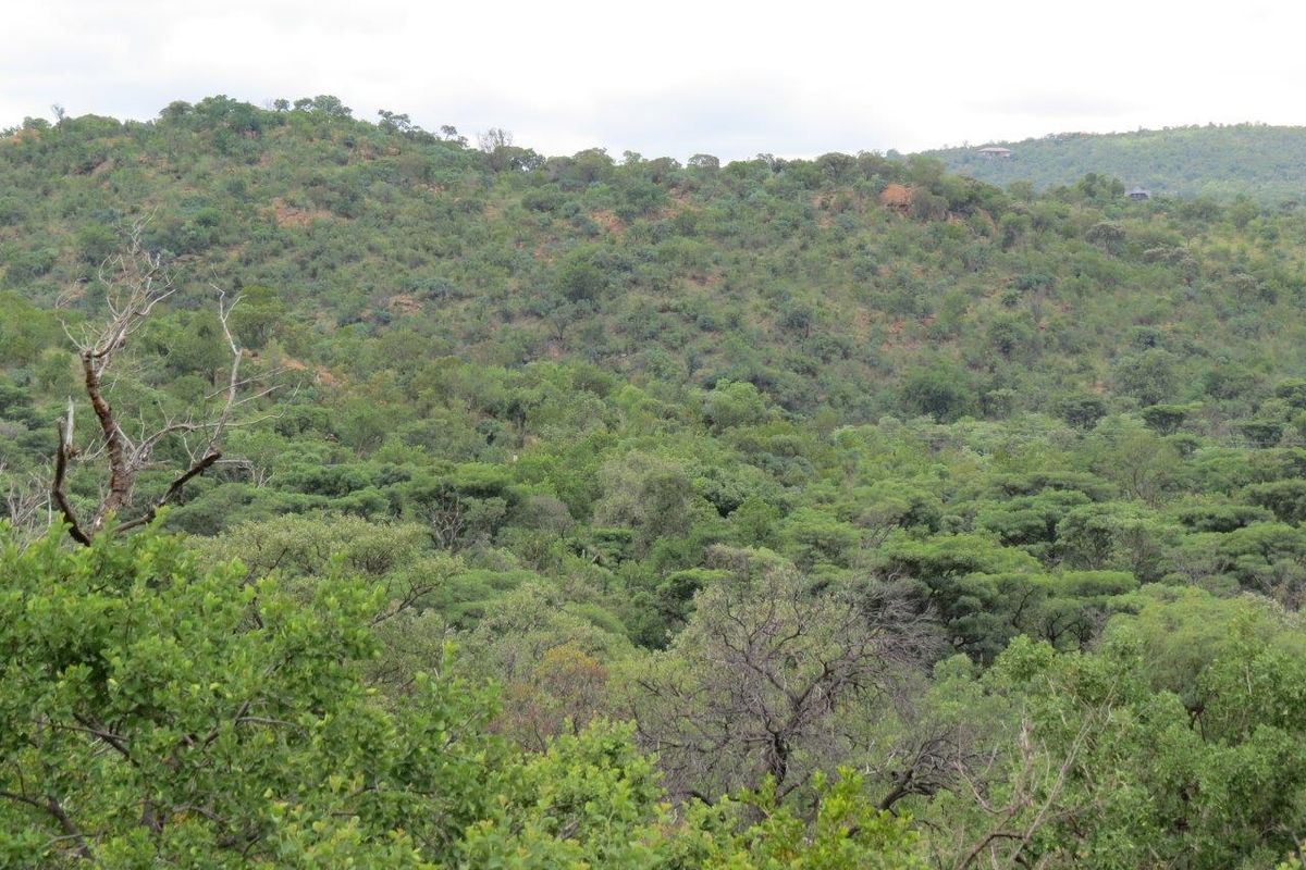 A scenic view of the natural hilly landscape covered in dense native vegetation, showcasing the property's tranquil and expansive surroundings.