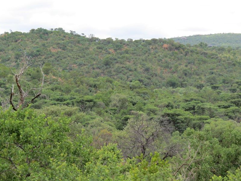 A scenic view of the natural hilly landscape covered in dense native vegetation, showcasing the property's tranquil and expansive surroundings.