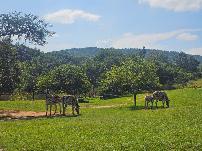 A scenic view of the vacant residential land featuring lush green grass, mature trees, and a natural landscape setting.