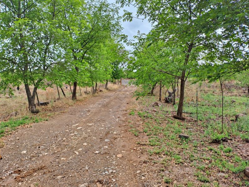 A rural dirt driveway lined with mature trees and wire fencing, leading towards the property entrance.
