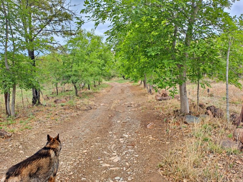 A rustic gravel farm track lined with mature trees and bordered by wire fencing, offering a natural rural landscape.
