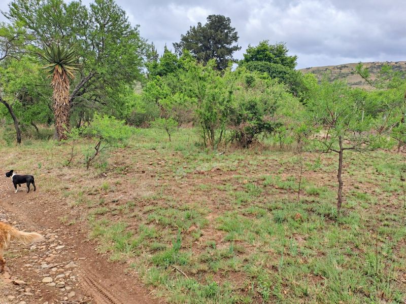 A natural, undeveloped garden area on the farm property featuring indigenous trees, shrubs, and a dirt track.