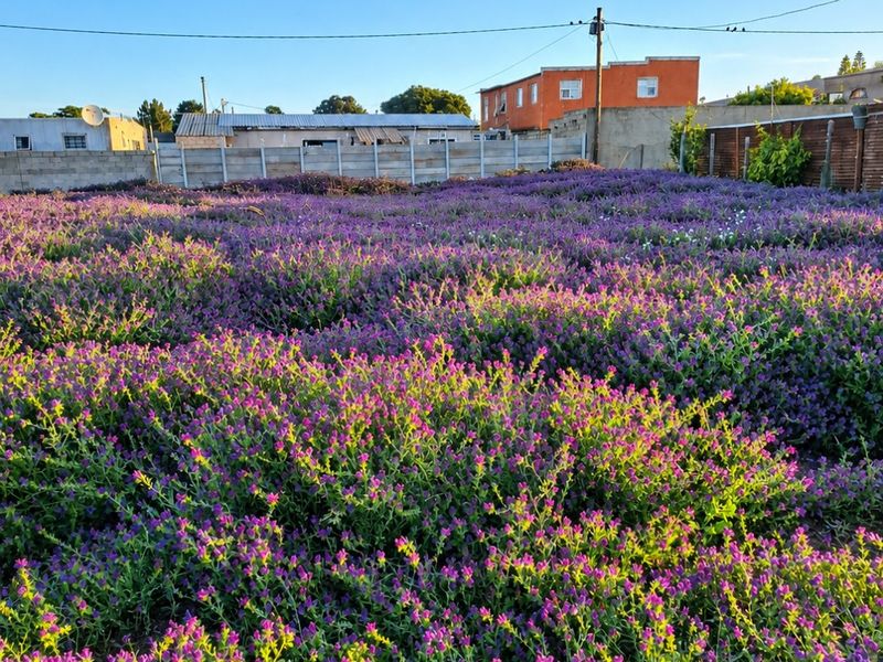 A view of a residential vacant land plot featuring a large area of flowering ground cover and perimeter boundary walls.
