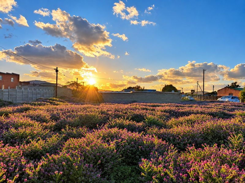 A scenic view of a vacant residential plot covered in flowering vegetation at sunset, featuring boundary walls and utility infrastructure.