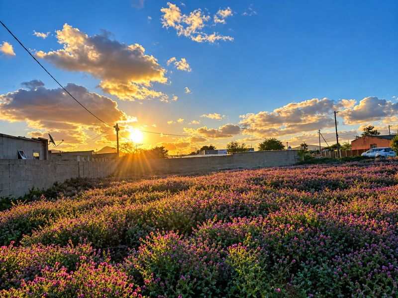 A scenic view of a vacant residential plot featuring a field of flowering plants enclosed by a perimeter boundary wall at sunset.