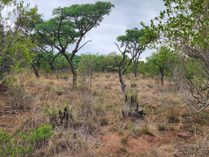 A view of the natural, undeveloped residential land featuring indigenous trees and native vegetation.