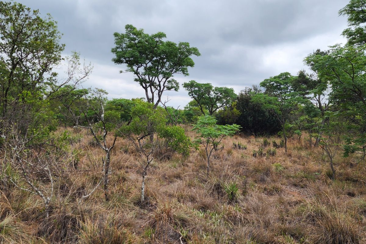 A view of the vacant residential land featuring natural vegetation and established native trees.