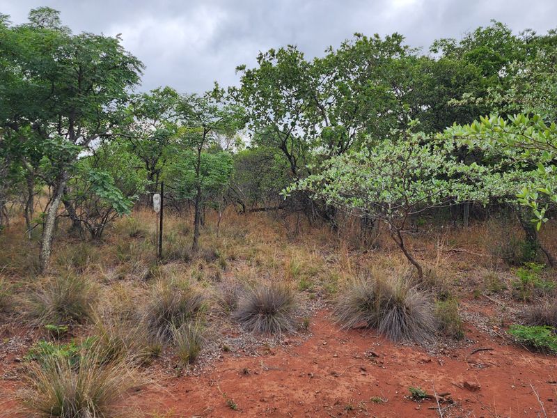 A view of the vacant residential land featuring natural indigenous trees and native vegetation on red soil.