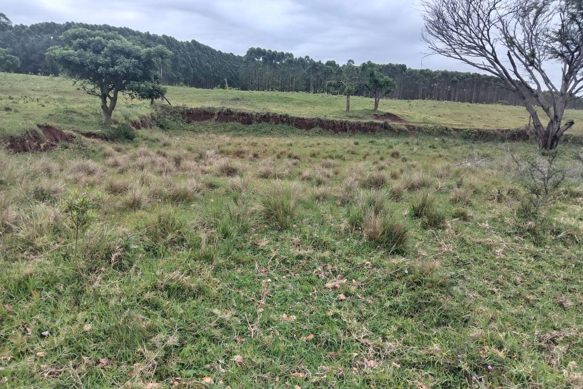 A view of the vacant residential land featuring natural grassland, mature trees, and visible soil erosion on the sloped terrain.