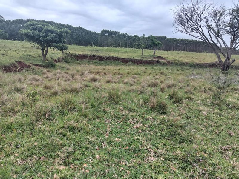 A view of the vacant residential land featuring natural grassland, mature trees, and visible soil erosion on the sloped terrain.