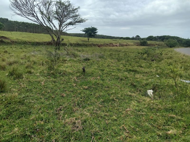 A view of a vacant residential plot featuring natural grassland, mature trees, and a gentle slope, bordering a paved road.