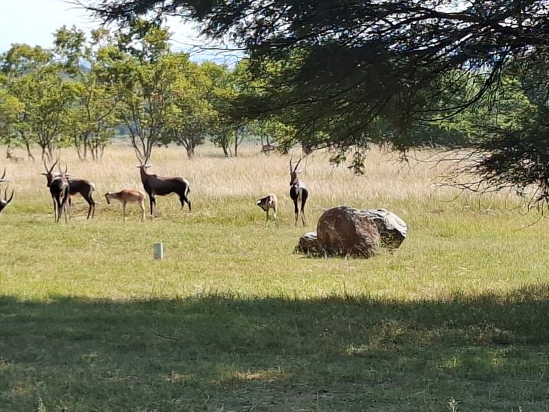 A scenic view of a natural, undeveloped residential land plot featuring mature trees and open grassy areas.