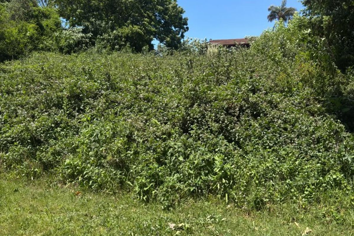 A view of the residential land plot featuring dense, overgrown vegetation and mature trees.