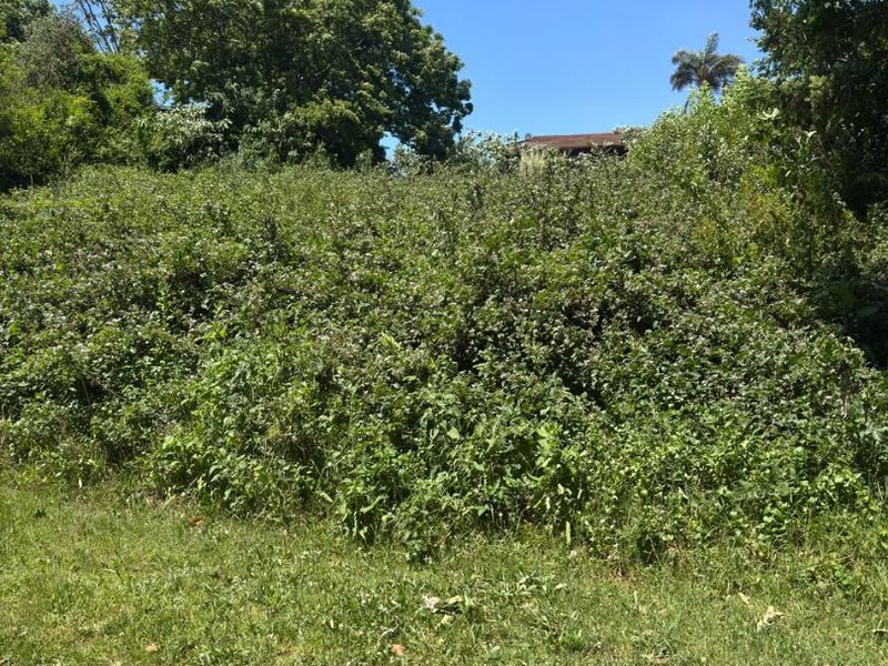 A view of the residential land plot featuring dense, overgrown vegetation and mature trees.