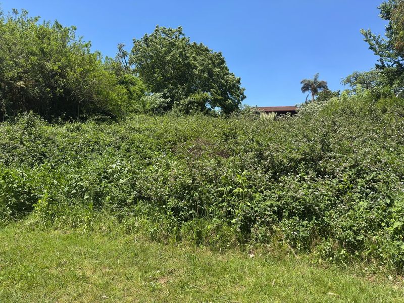 A view of a residential plot featuring dense, overgrown vegetation and mature trees, indicating a need for significant site clearing.