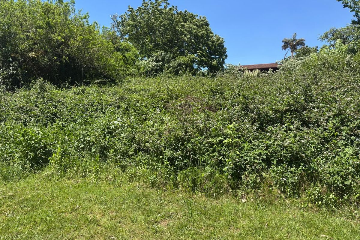 A view of a vacant residential plot featuring dense, overgrown vegetation and mature trees, offering a blank canvas for future development.