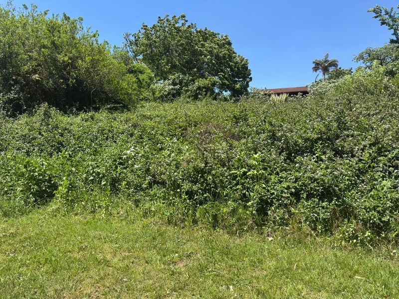A view of a vacant residential plot featuring dense, overgrown vegetation and mature trees, offering a blank canvas for future development.