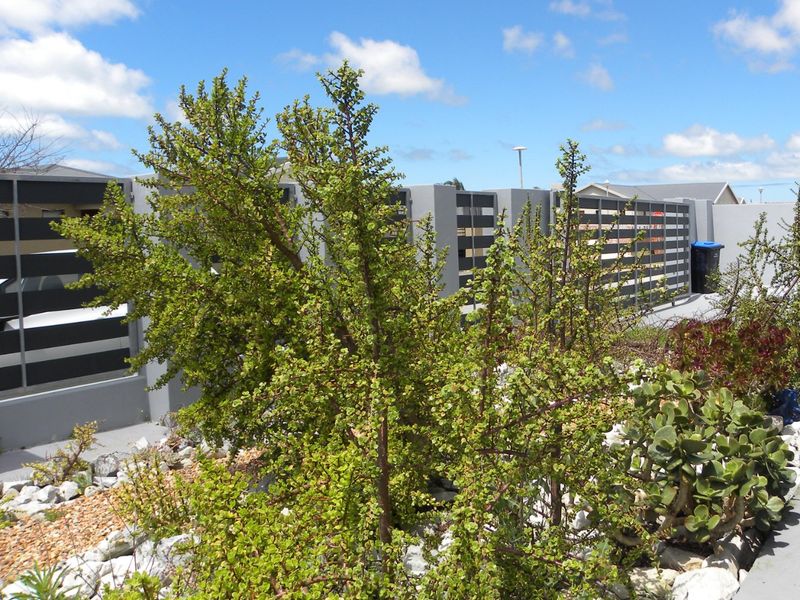 A well-maintained landscaped garden featuring rock beds and modern slatted metal boundary fencing.