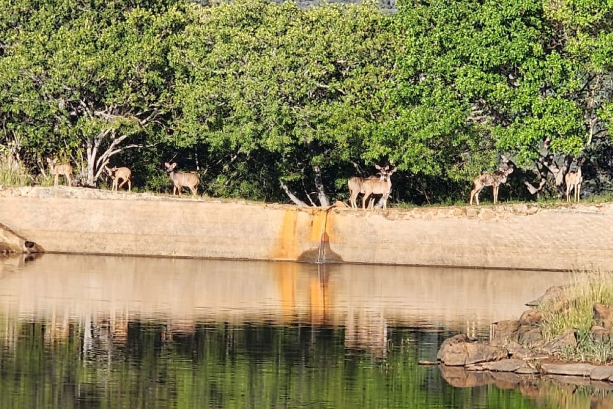 A scenic view of a natural water body featuring a concrete dam wall with visible mineral staining, surrounded by lush green trees.