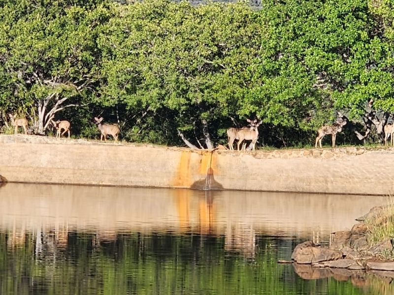 A scenic view of a natural water body featuring a concrete dam wall with visible mineral staining, surrounded by lush green trees.