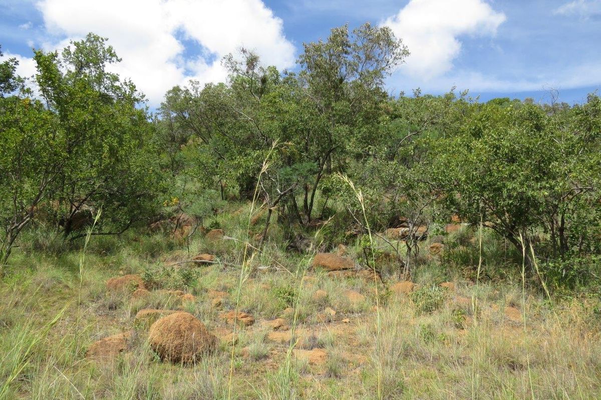 A view of the natural, undeveloped residential land featuring indigenous trees, rocky outcrops, and native grasses under a clear sky.