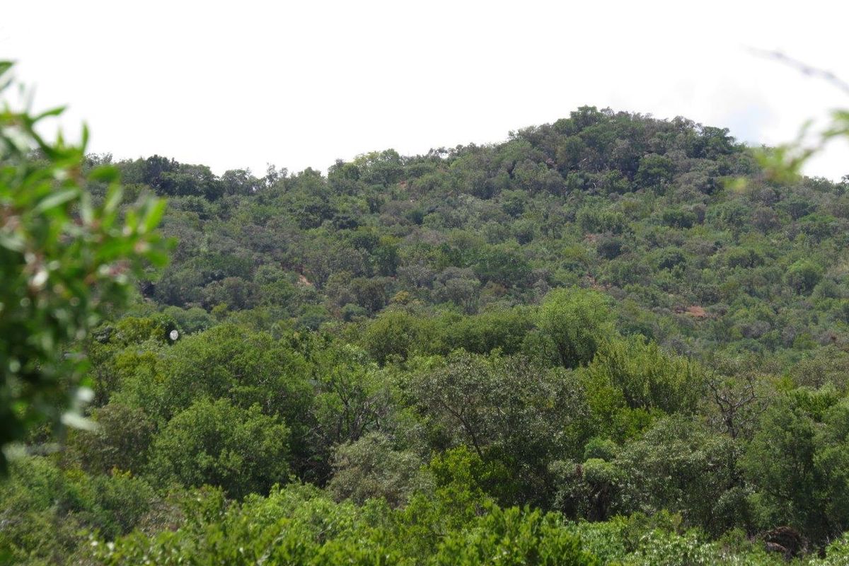 A scenic view of a lush, tree-covered hillside landscape, showcasing the natural beauty and vegetation of the surrounding area.