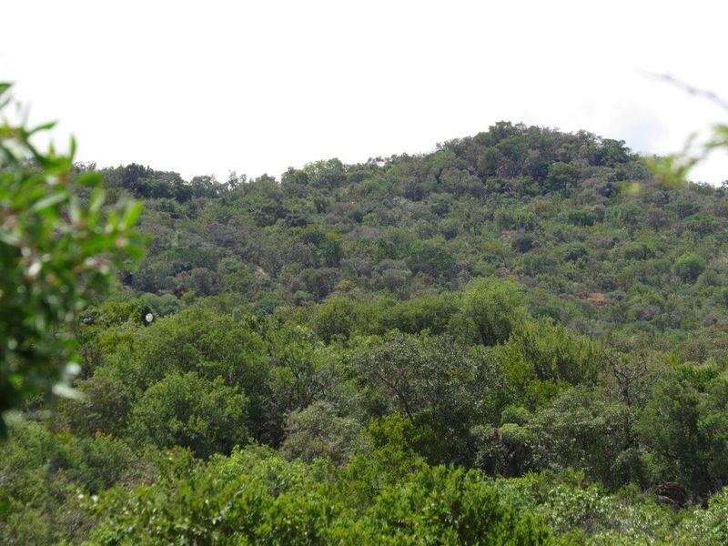 A scenic view of a lush, tree-covered hillside landscape, showcasing the natural beauty and vegetation of the surrounding area.