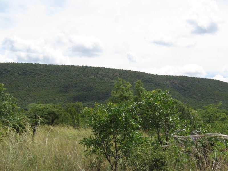 A scenic view of a natural hillside landscape featuring native vegetation and rolling terrain.