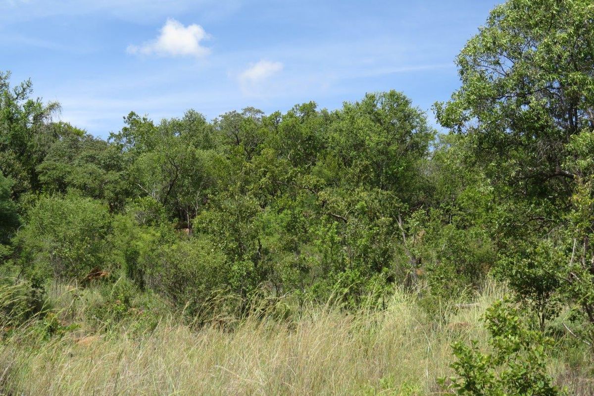 A view of the natural landscape featuring established native trees and wild grasses on the vacant residential property.