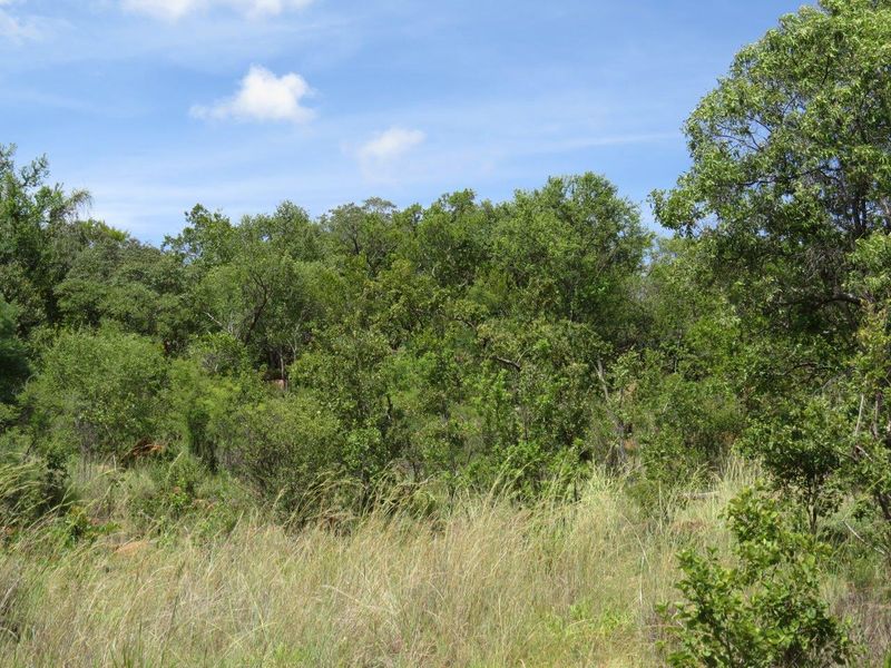 A view of the natural landscape featuring established native trees and wild grasses on the vacant residential property.