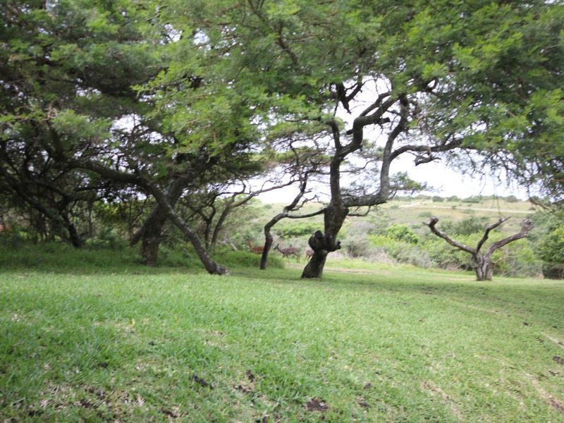 A scenic view of a well-maintained grassy area featuring mature trees and natural landscaping on the residential property.