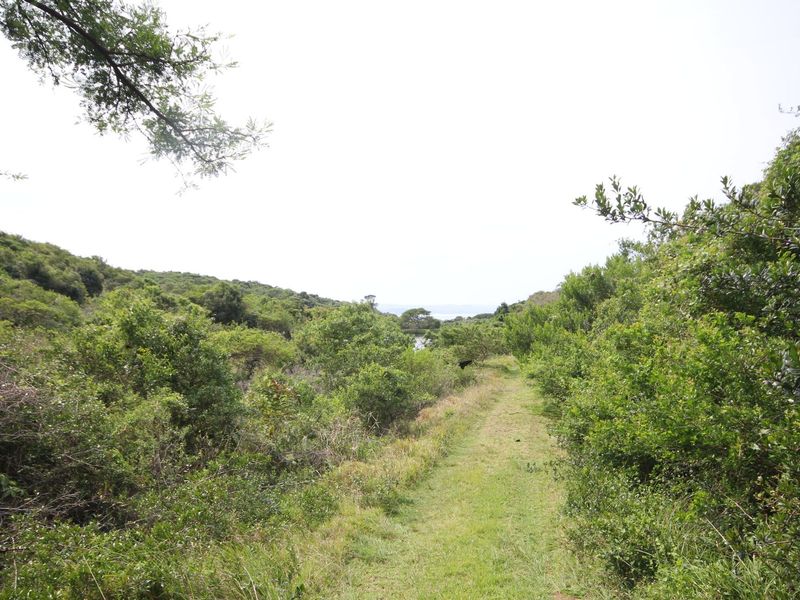 A scenic view of the natural landscape and vegetation on the vacant residential property.