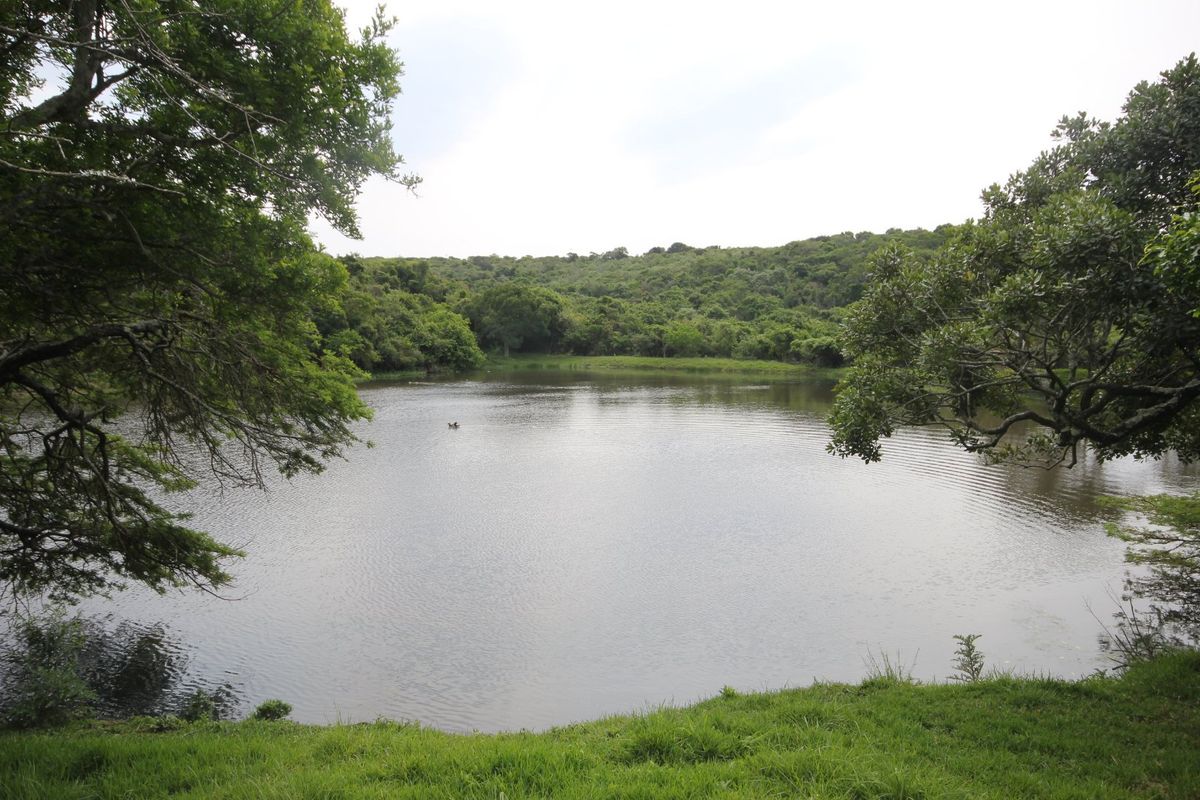 A scenic view of a natural pond surrounded by lush greenery and mature trees on the residential property.