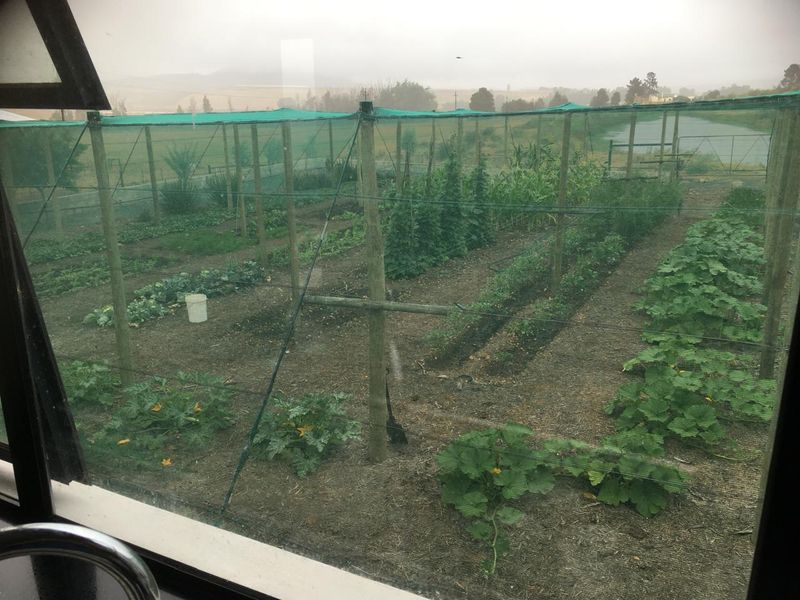 A functional vegetable garden featuring rows of crops protected by timber support posts and overhead shade netting, viewed from an interior window.