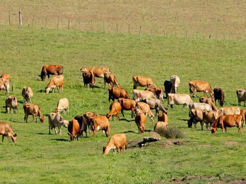 A wide view of a large, fenced farm pasture featuring a herd of cattle grazing on open green land.