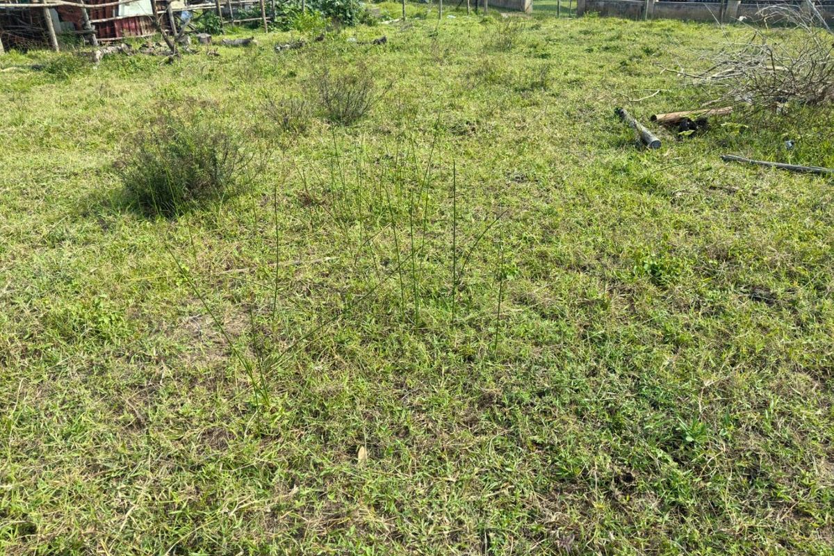 A view of a vacant residential plot featuring a grass lawn and perimeter wire fencing.