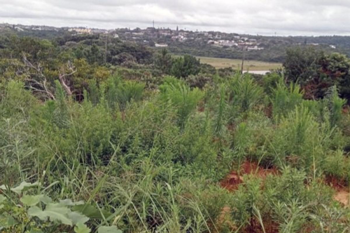 A view of the natural landscape and surrounding vegetation on the vacant residential property.