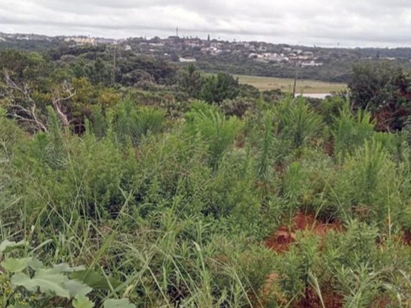 A view of the natural landscape and surrounding vegetation on the vacant residential property.