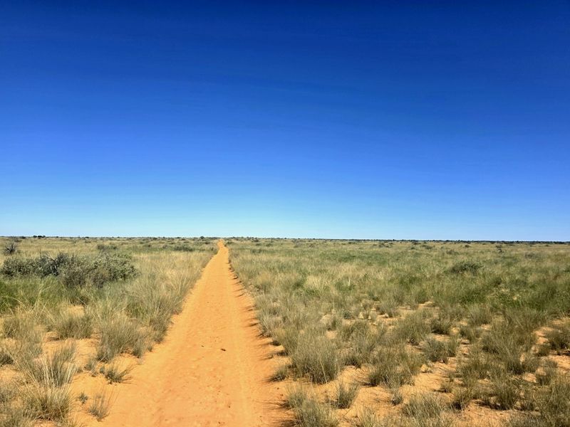 A wide-angle view of the expansive natural landscape featuring a dirt track cutting through the open grassland under a clear blue sky.